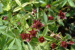 Potentilla palustris